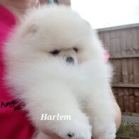 Pomeranian - Both