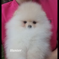 Pomeranian - Both