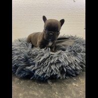 French Bulldog - Dogs