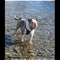 English Bulldog - Both