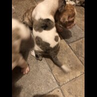 English Bulldog - Both