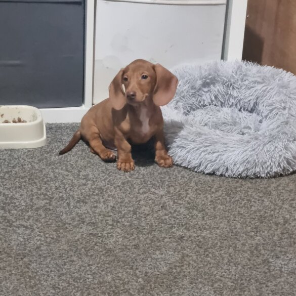 Dachshund (Standard &amp; Miniature) - Both