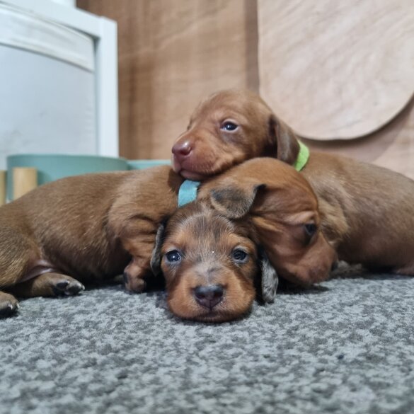 Dachshund (Standard &amp; Miniature) - Both