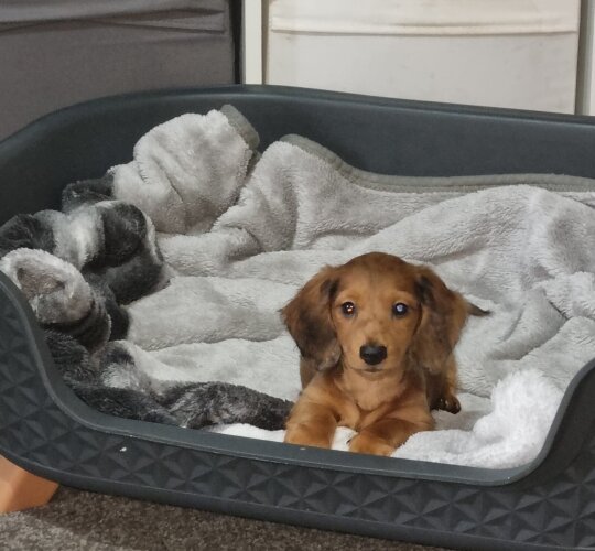 Dachshund (Standard &amp; Miniature)