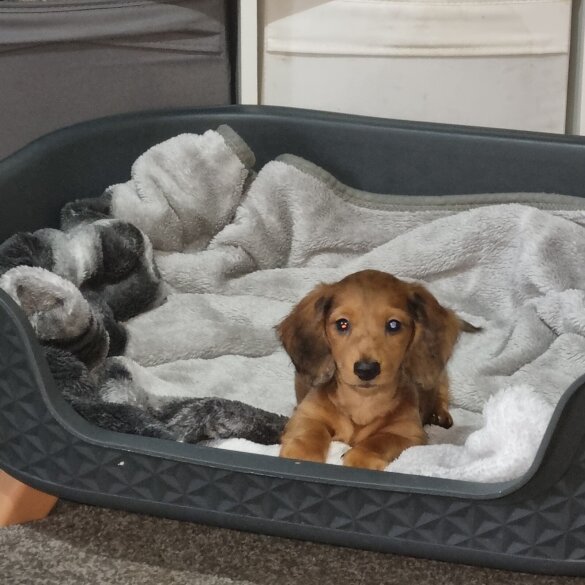 Dachshund (Standard &amp; Miniature) - Both