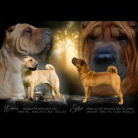 Shar Pei - Dogs