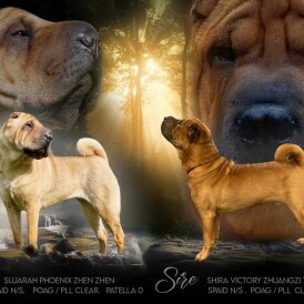 Shar Pei - Dogs