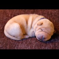 Shar Pei - Dogs