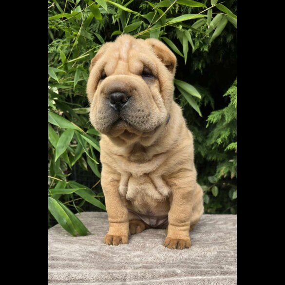 Shar Pei - Dogs