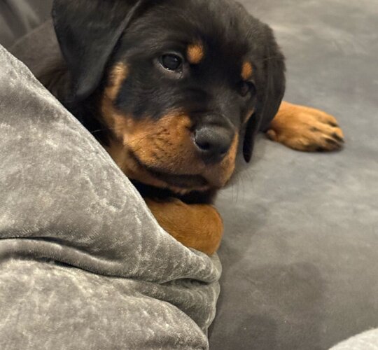 Rottweiler