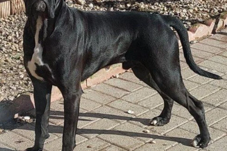 Boxer