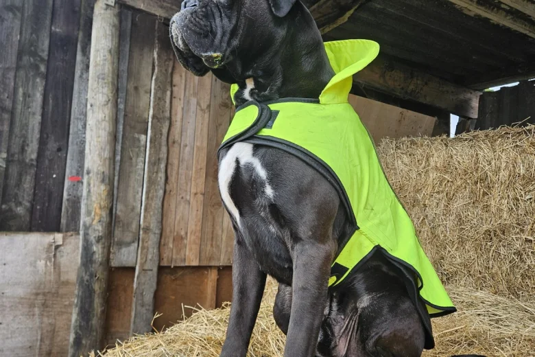 Boxer