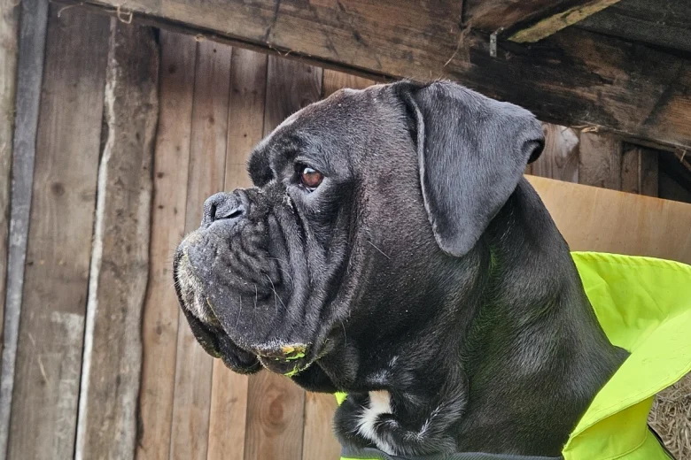 Boxer