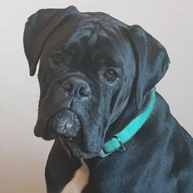 Boxer