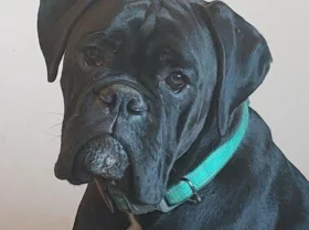 Boxer