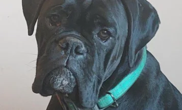 Boxer
