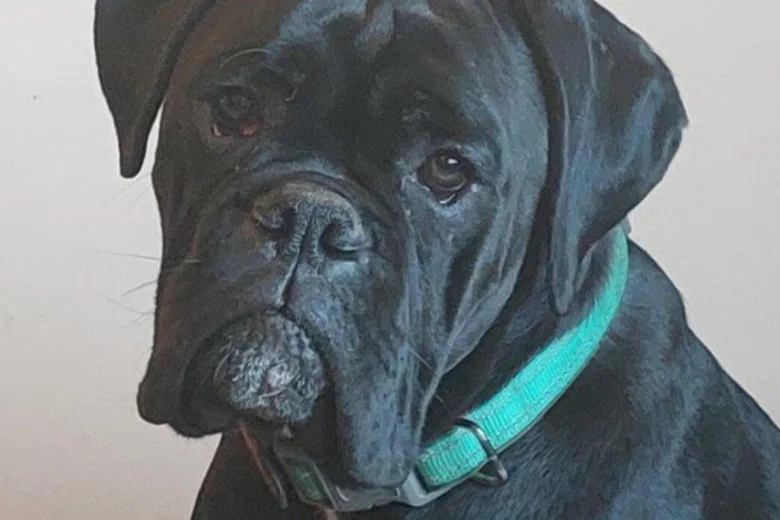 Boxer
