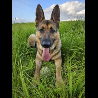 German Shepherd (Alsatian) - Both