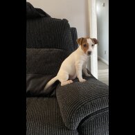 Jack Russell - Both