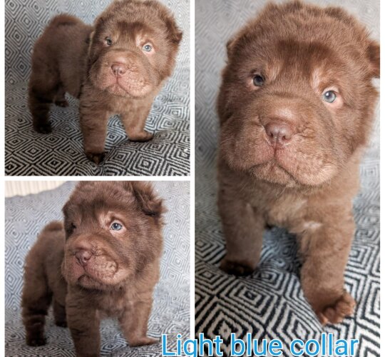 Shar Pei