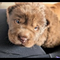 Shar Pei - Both