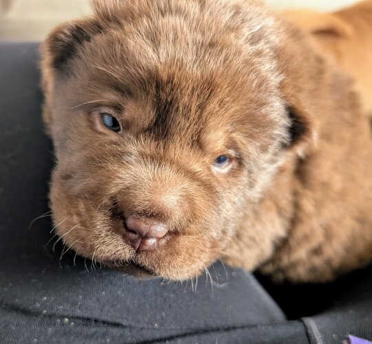 Shar Pei