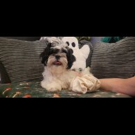 Shih Tzu - Both