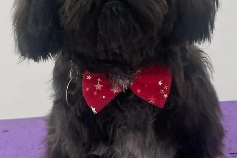 Shih Tzu