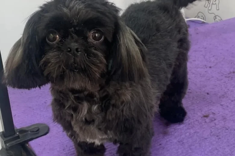 Shih Tzu