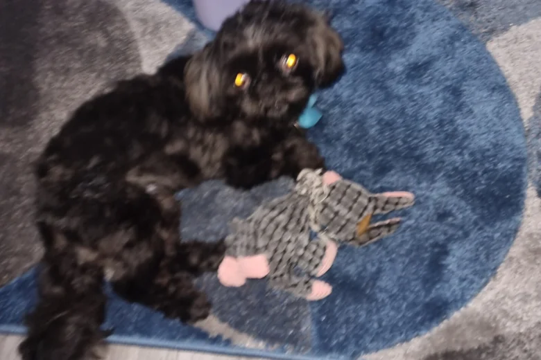 Shih Tzu