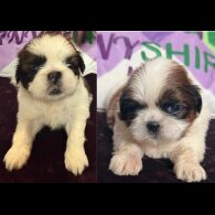 Shih Tzu - Both