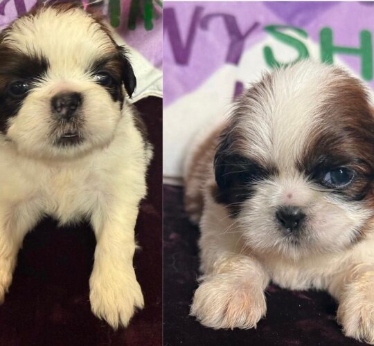 Shih Tzu