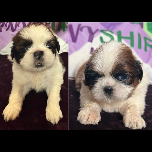 Shih Tzu - Both