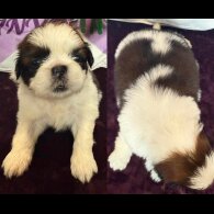 Shih Tzu - Both