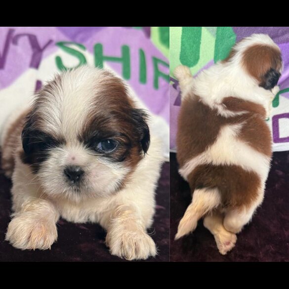 Shih Tzu - Both