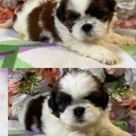 Shih Tzu - Both