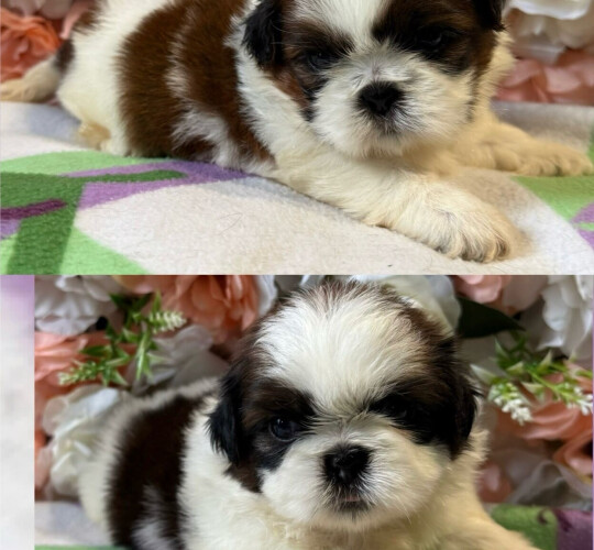 Shih Tzu