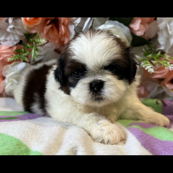 Shih Tzu - Both