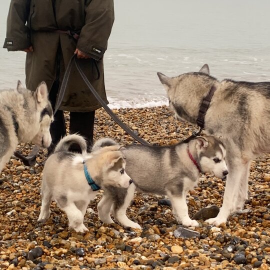 Siberian Husky - Both