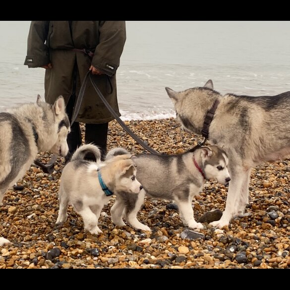 Siberian Husky - Both