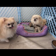 Pomeranian - Dogs