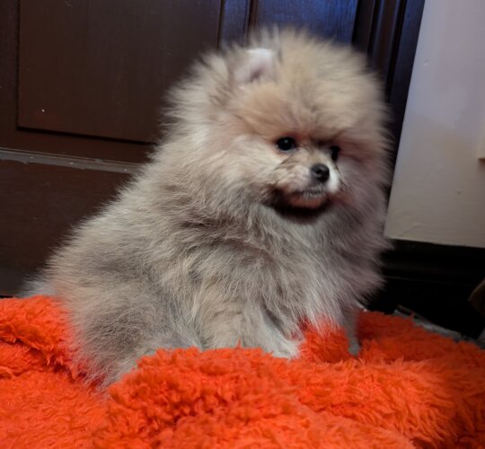 Pomeranian