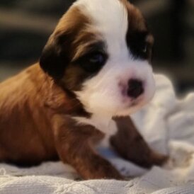 Tibetan Terrier - Dogs