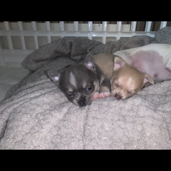 Chihuahua - Dogs