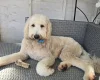 Labradoodle