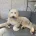 Labradoodle