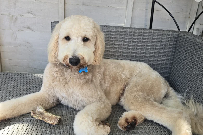 Labradoodle