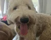 Labradoodle