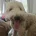 Labradoodle