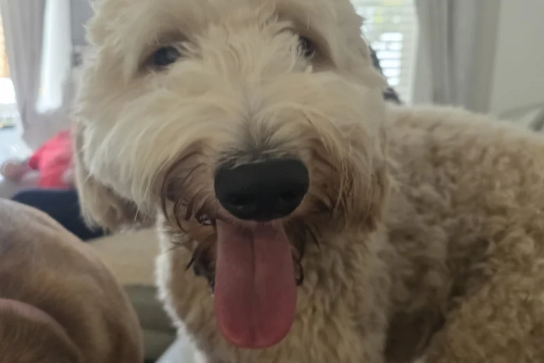 Labradoodle